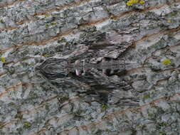 Image of convolvulus hawk moth