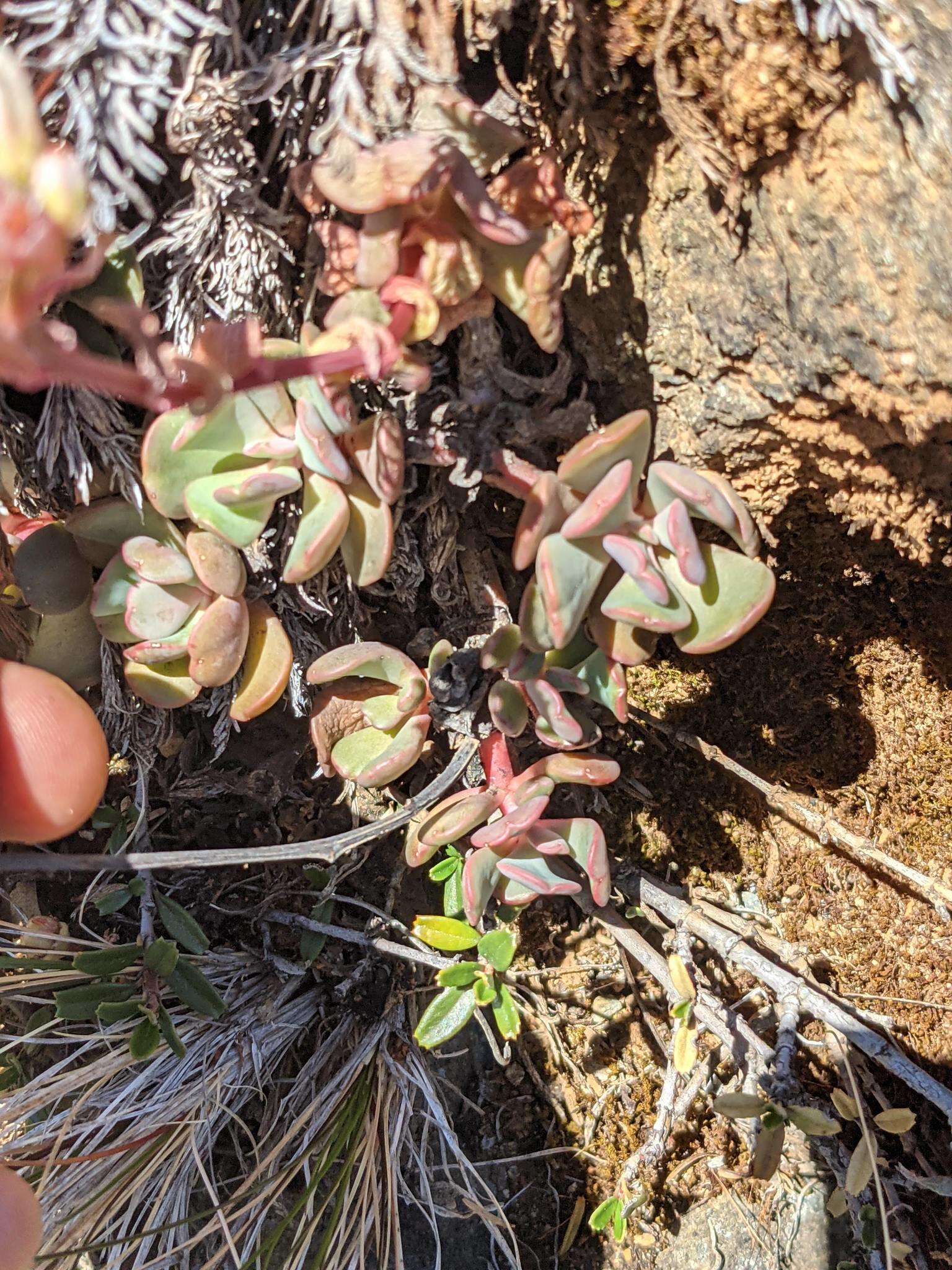 Image of roseflower stonecrop