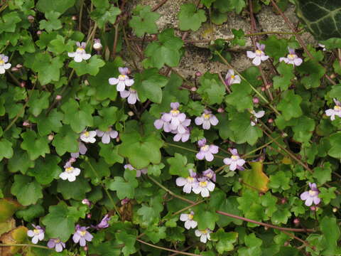 Image of Ivy-leaved Toadflax