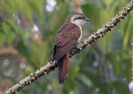 Image of Banded Bay Cuckoo