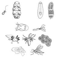 Image of Helicobacteraceae