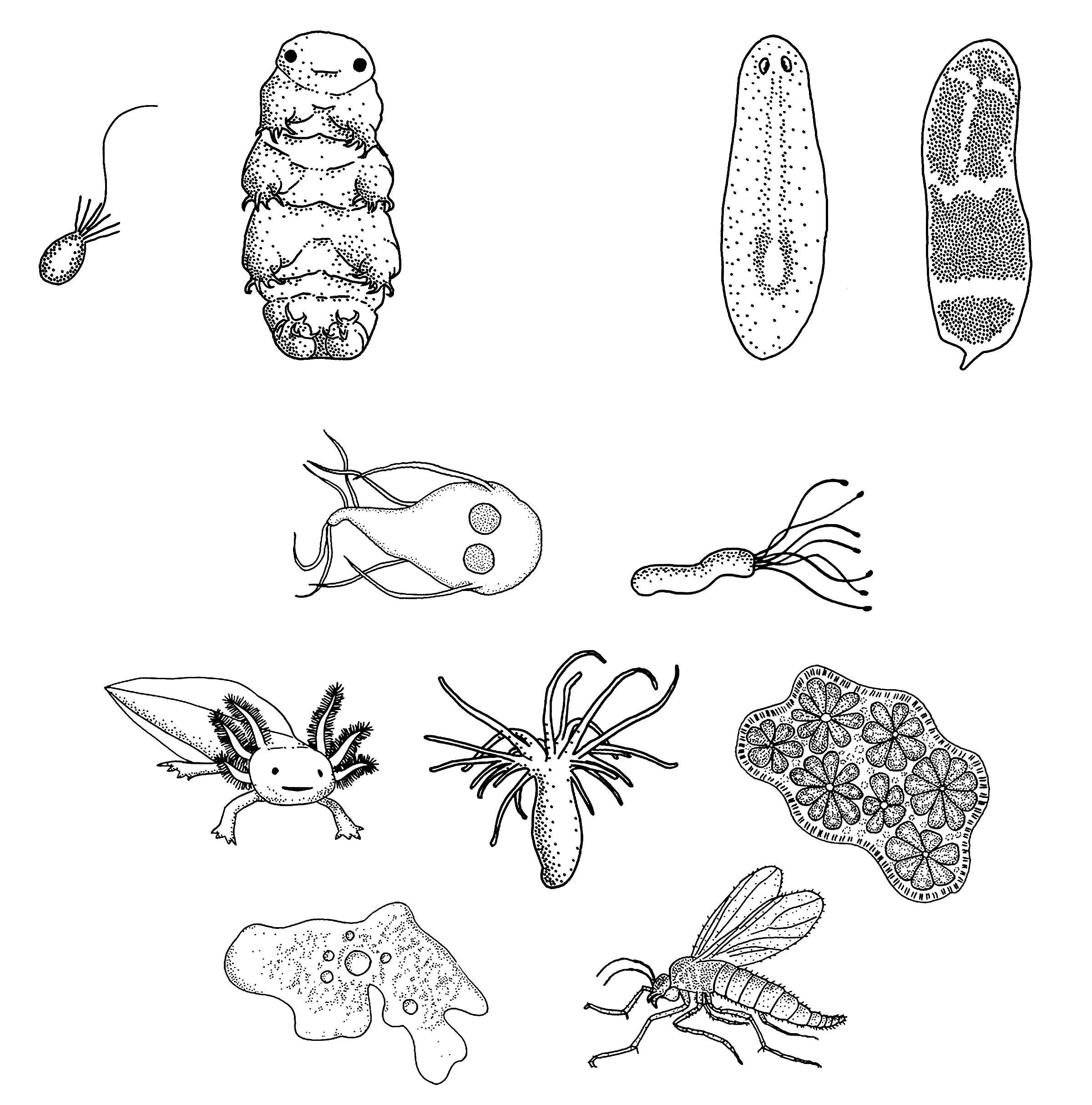 Sivun Helicobacteraceae kuva