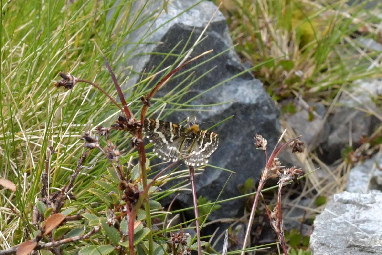 Image of Dasyuris callicrena