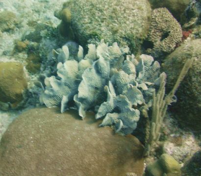 Image of Tube Coral