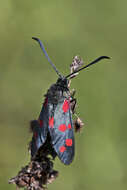 Image of six-spot burnet