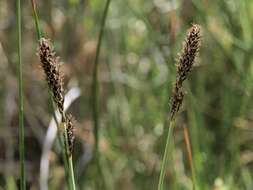 Image of birdcatching sedge