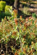 Image of Salix alpina Scop.