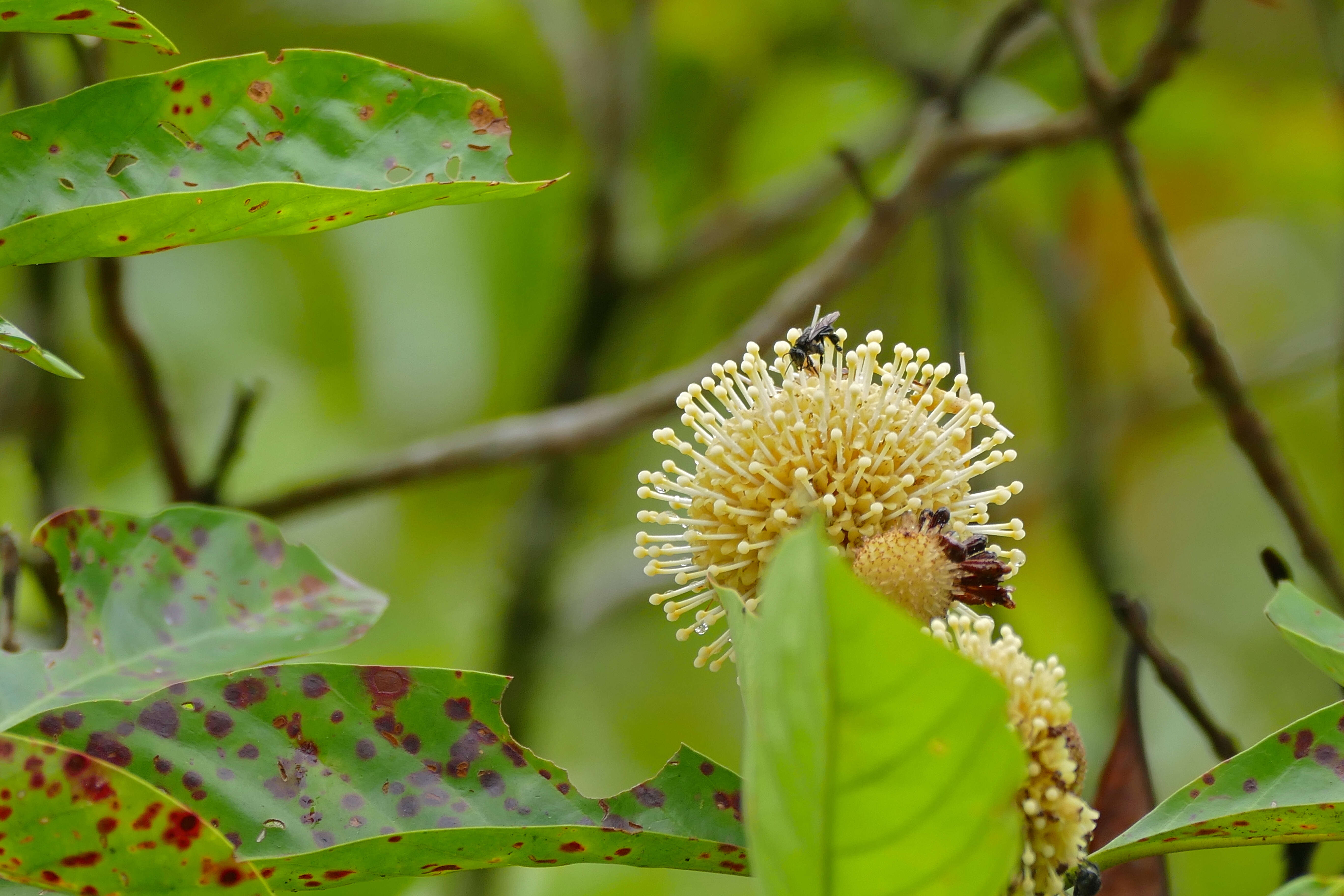 Image of Myrmeconauclea