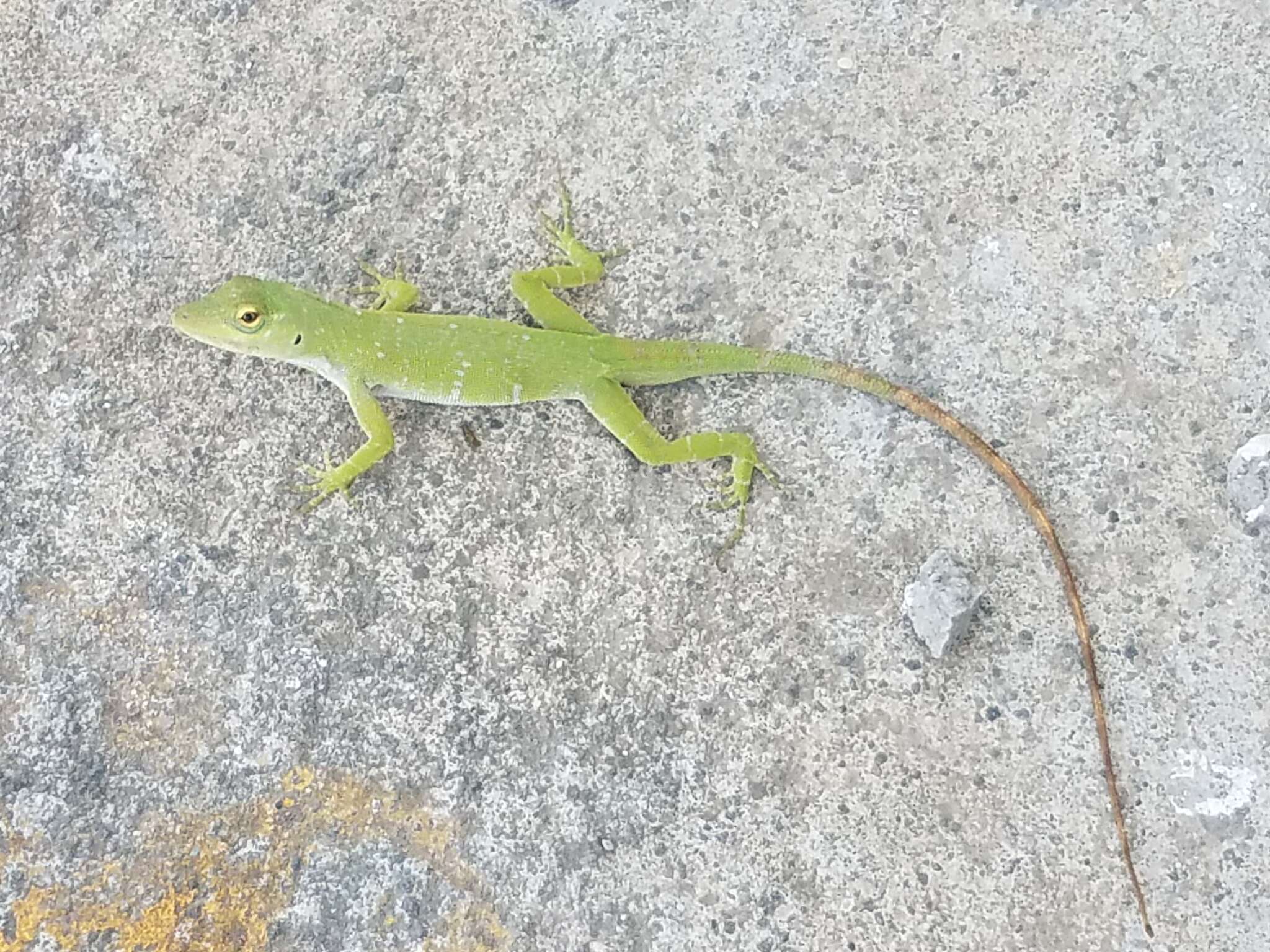 Imagem de Anolis biporcatus (Wiegmann 1834)