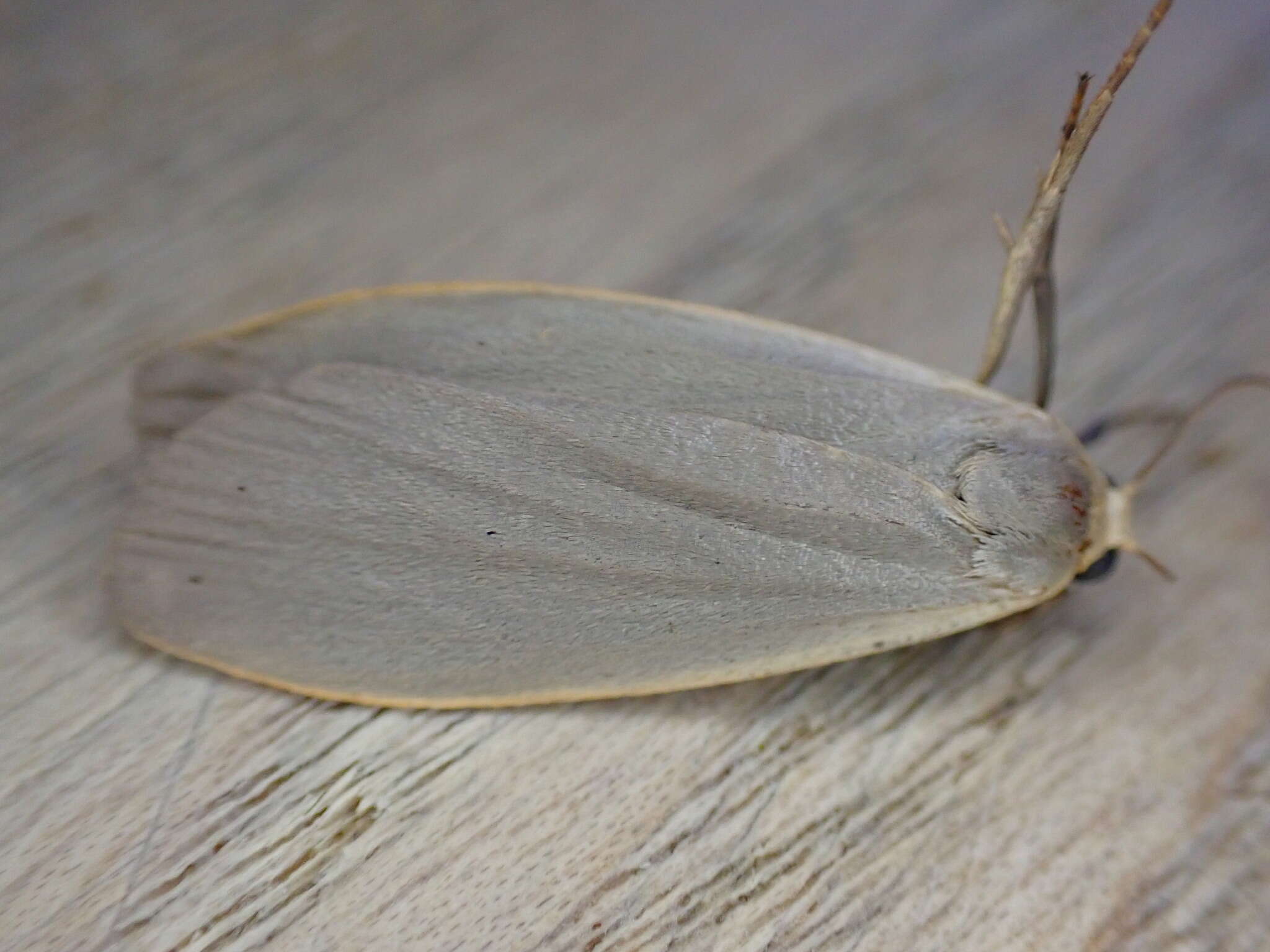 Image of dingy footman