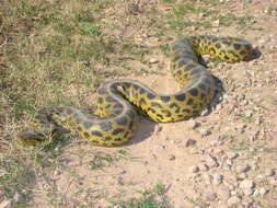 Image of Yellow anaconda