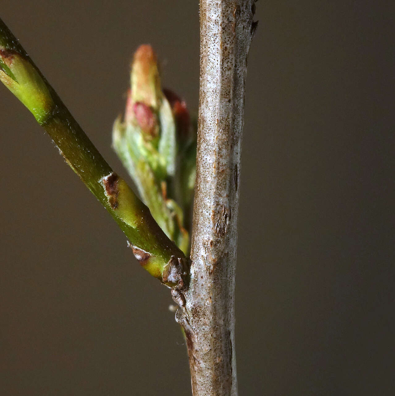 Imagem de Amorpha fruticosa L.