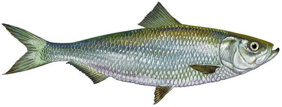 Image of Skipjack Herring