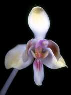 Image of Phalaenopsis celebensis H. R. Sweet