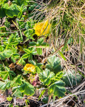 Image of Potentilla aurea L.