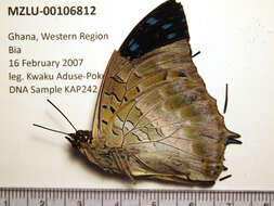 Charaxes ameliae Doumet 1861 resmi