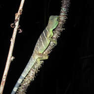 Physignathus resmi