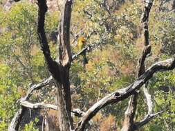 Image of Rainbow Bee-eater