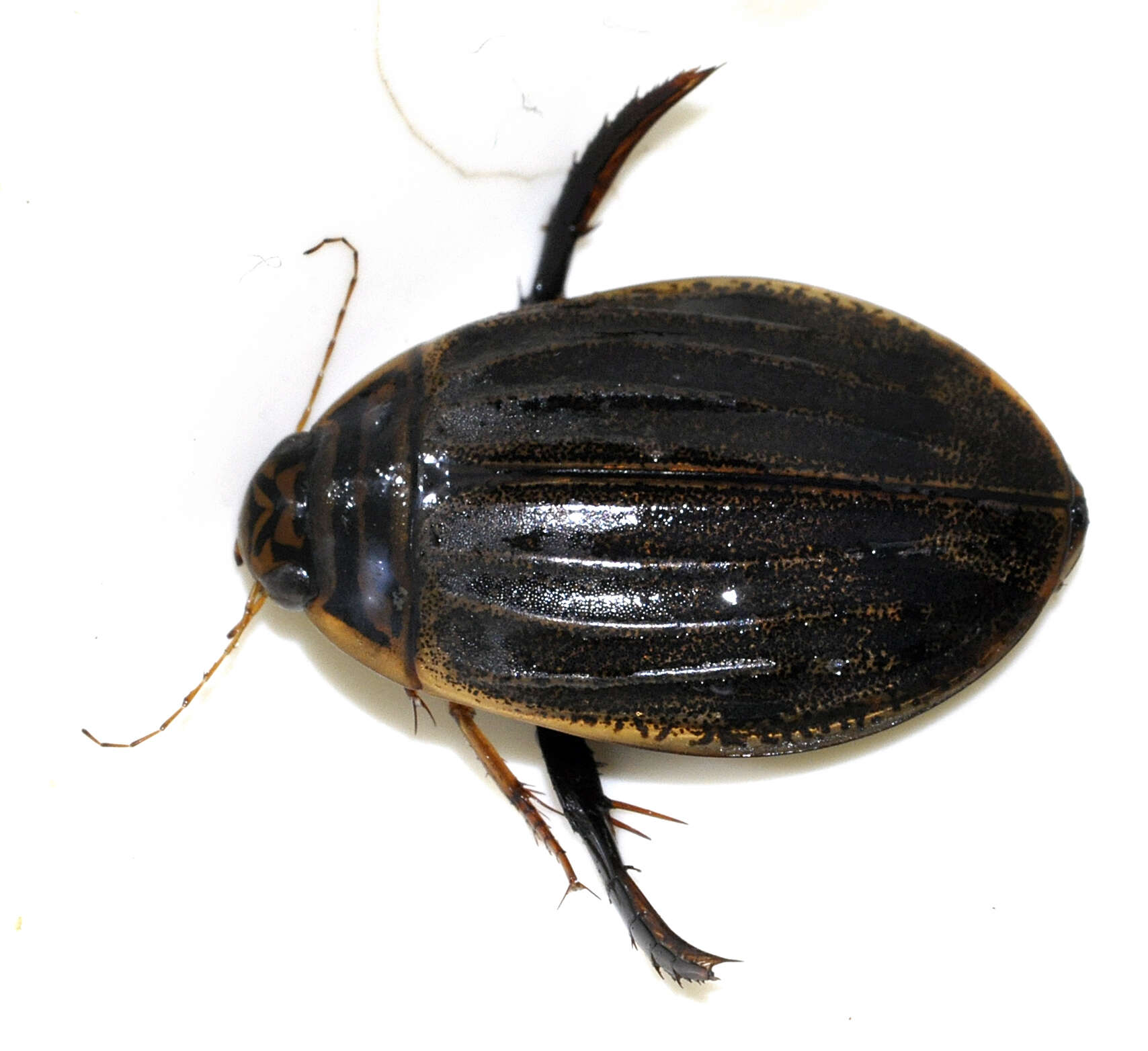 Image of Grooved Diving Beetle