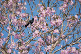 Image of Tawny-shouldered Blackbird