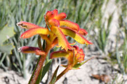 Image of Anigozanthos humilis Lindl.