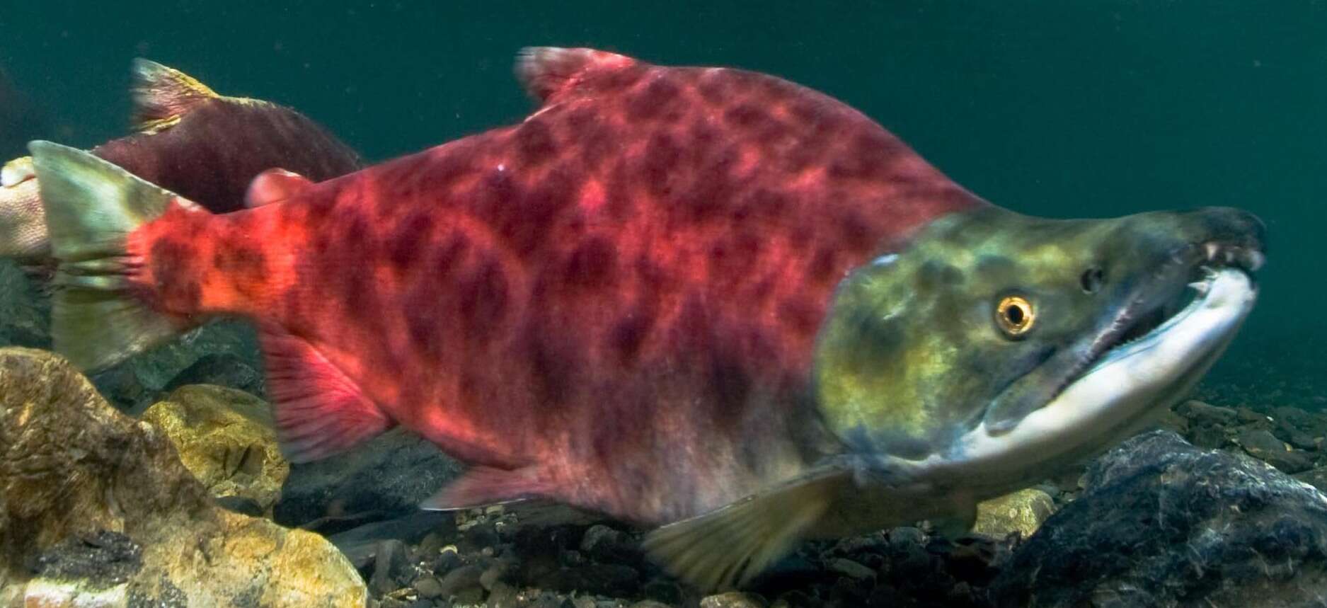 Image of Sockey Salmon