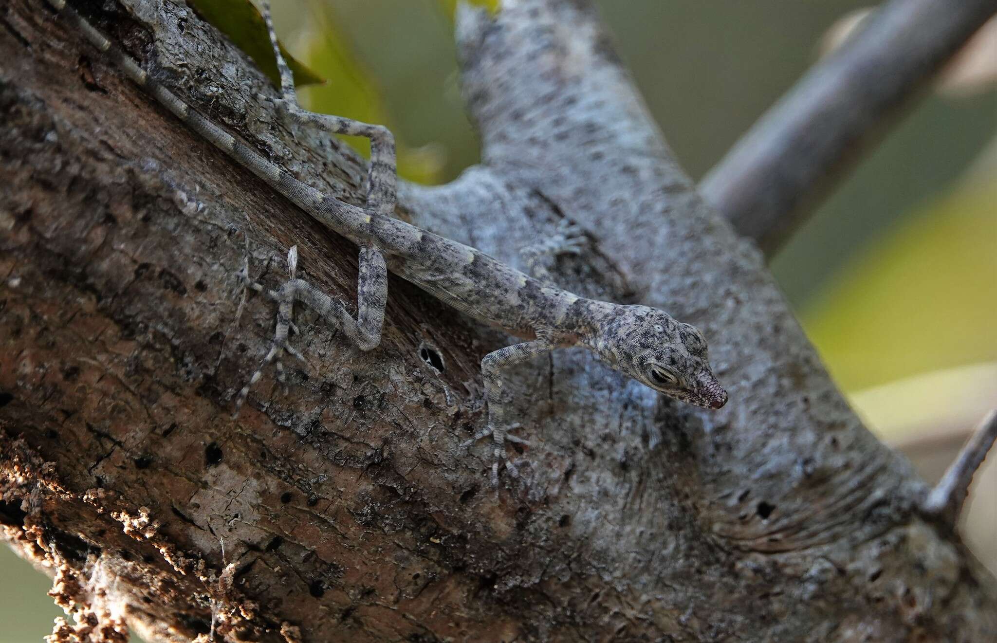 Image of Guantanamo  Anole