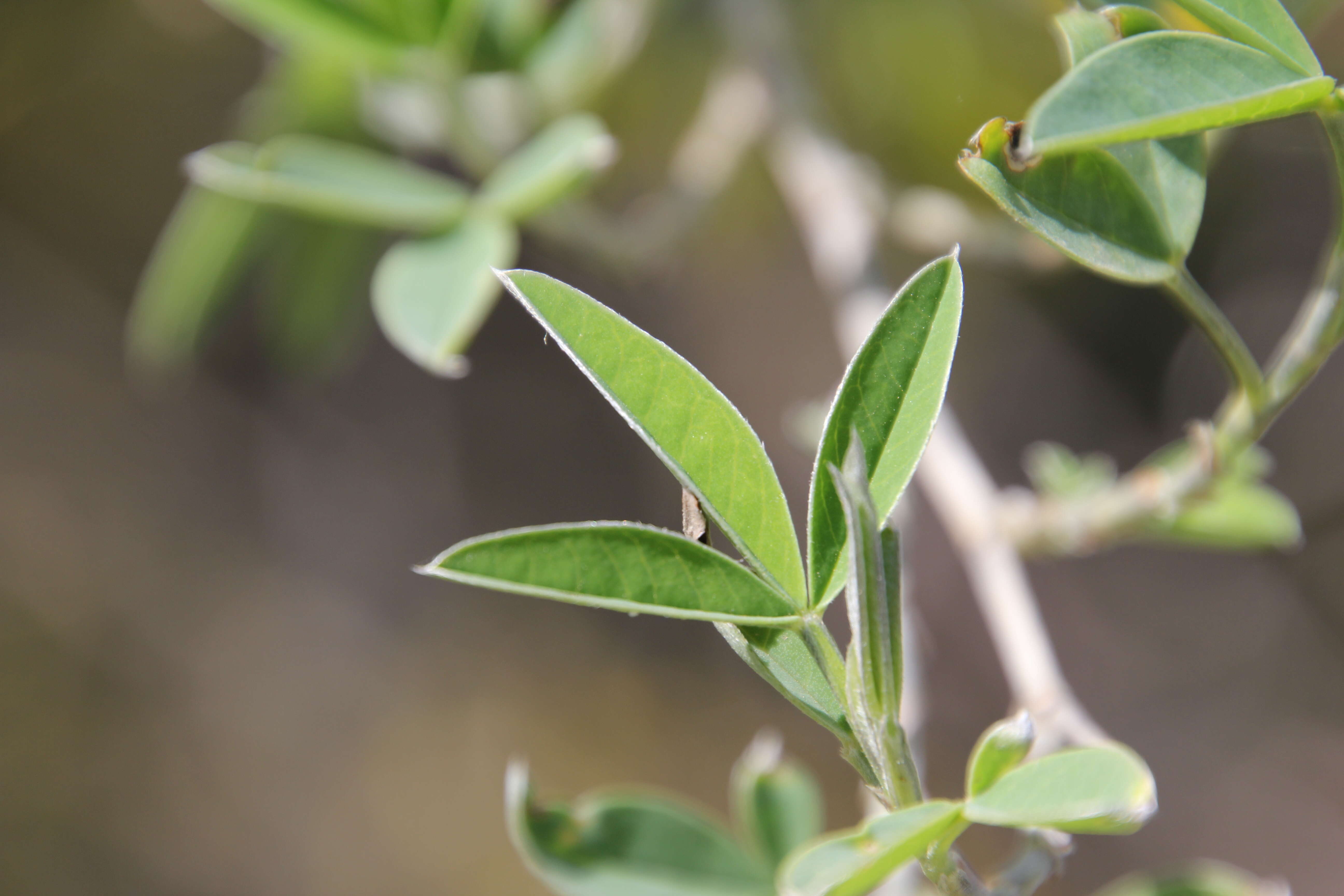 Image of Anagyris foetida L.