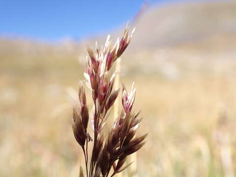 Image of Tufted Hair-grass