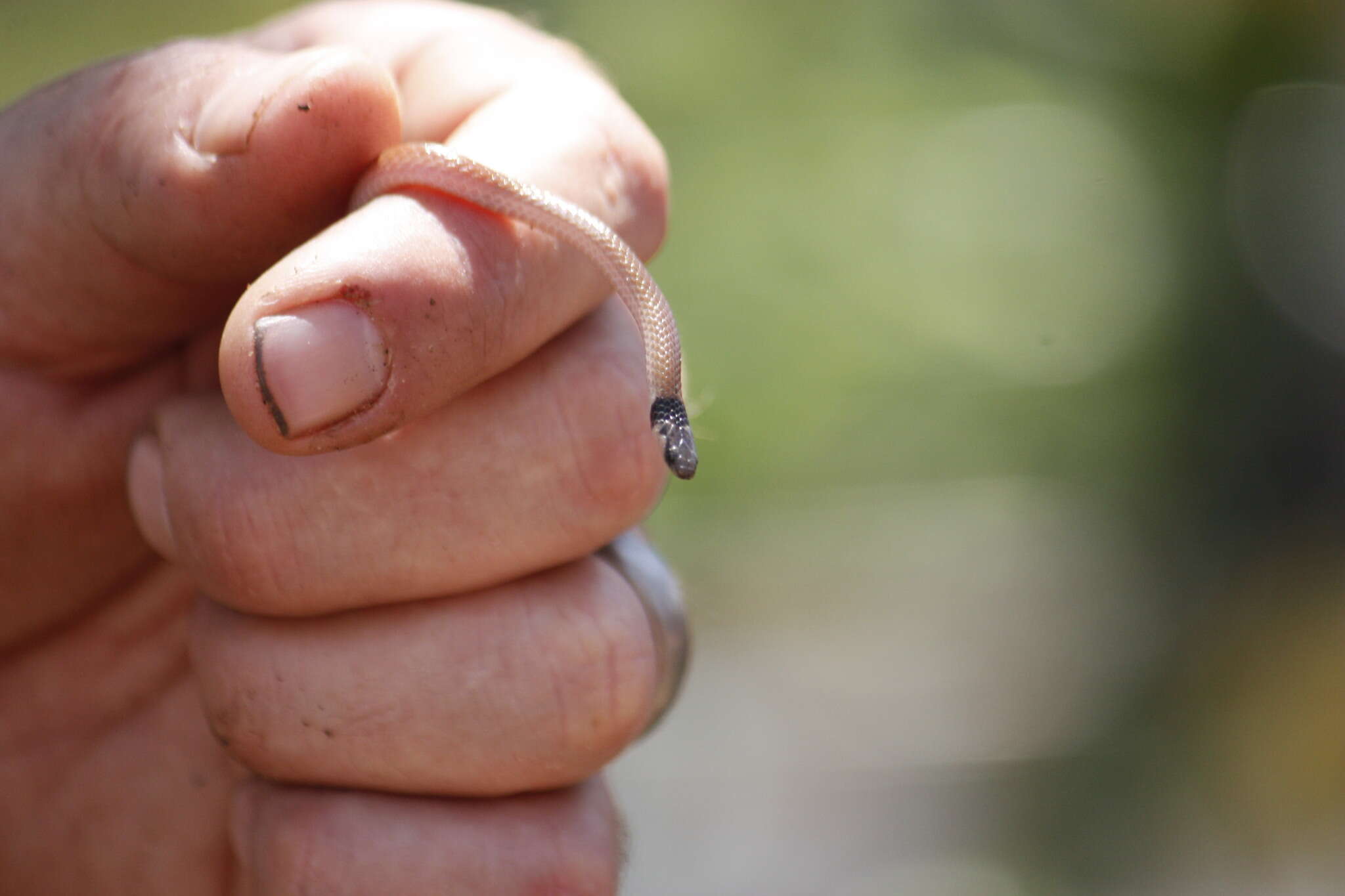 Image of Black-headed Centipede Eater