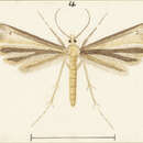 Image of Platyptilia charadrias (Meyrick 1884)