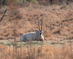 Image of Arabian Oryx