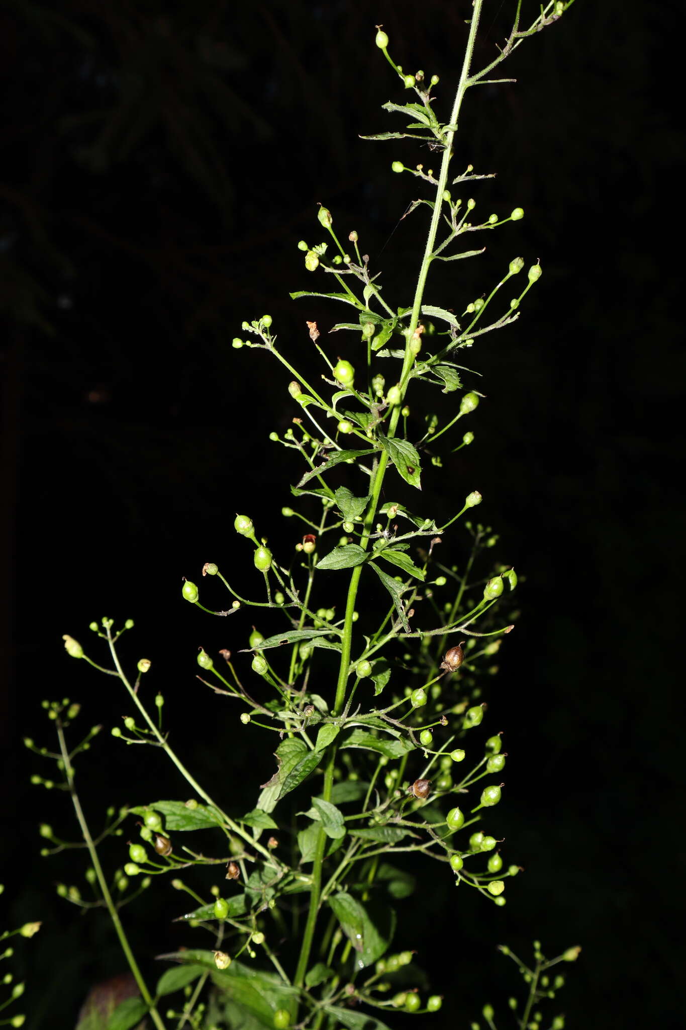 Image de Scrophularia marilandica L.