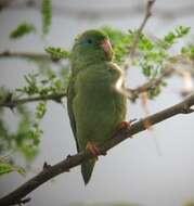 Image of Spectacled Parrotlet