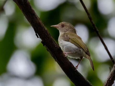 Image of Brown-headed Greenlet