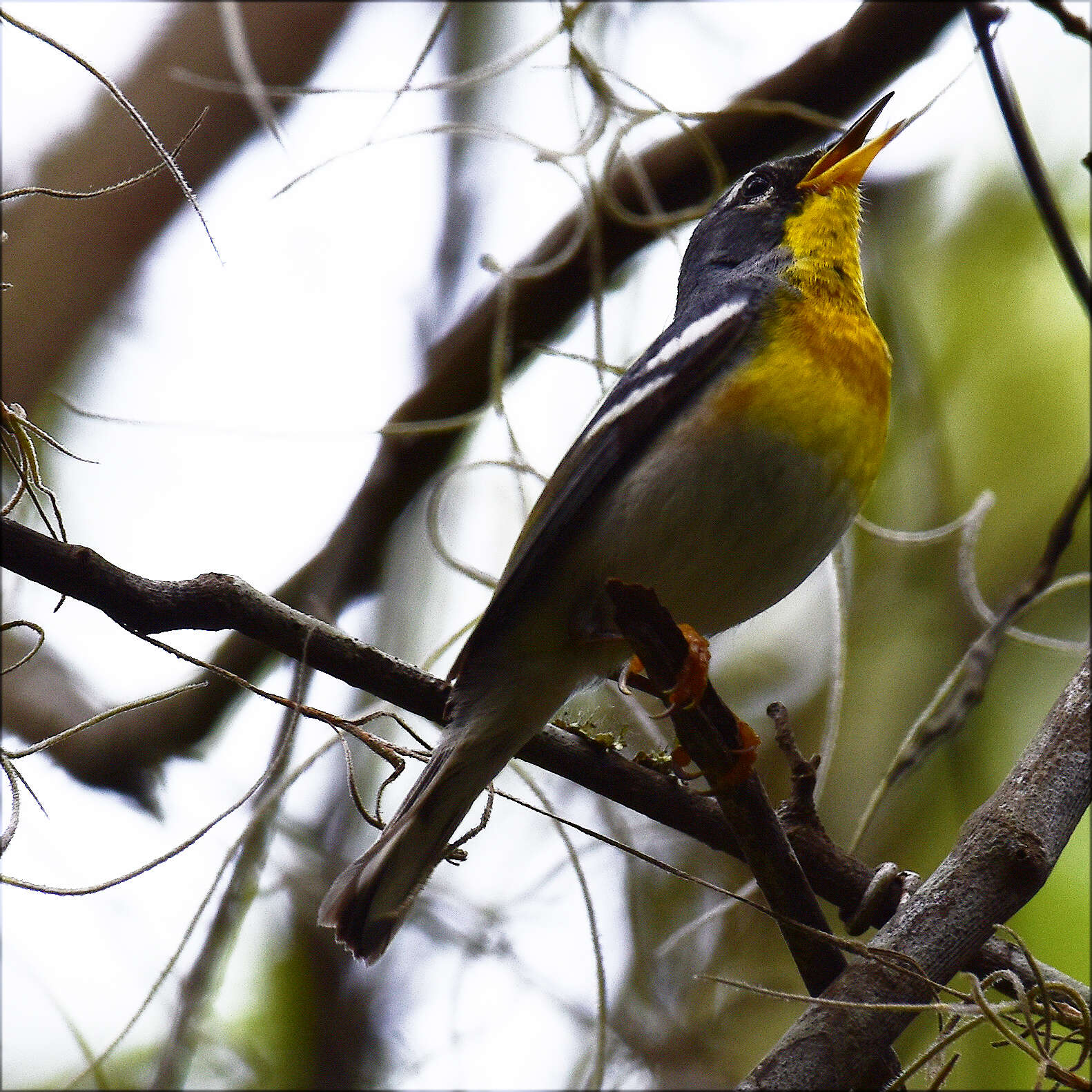 Image of Northern Parula