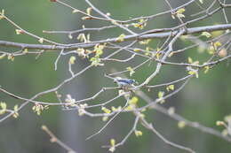 Image of gnatcatchers