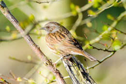 Image of Dunnock