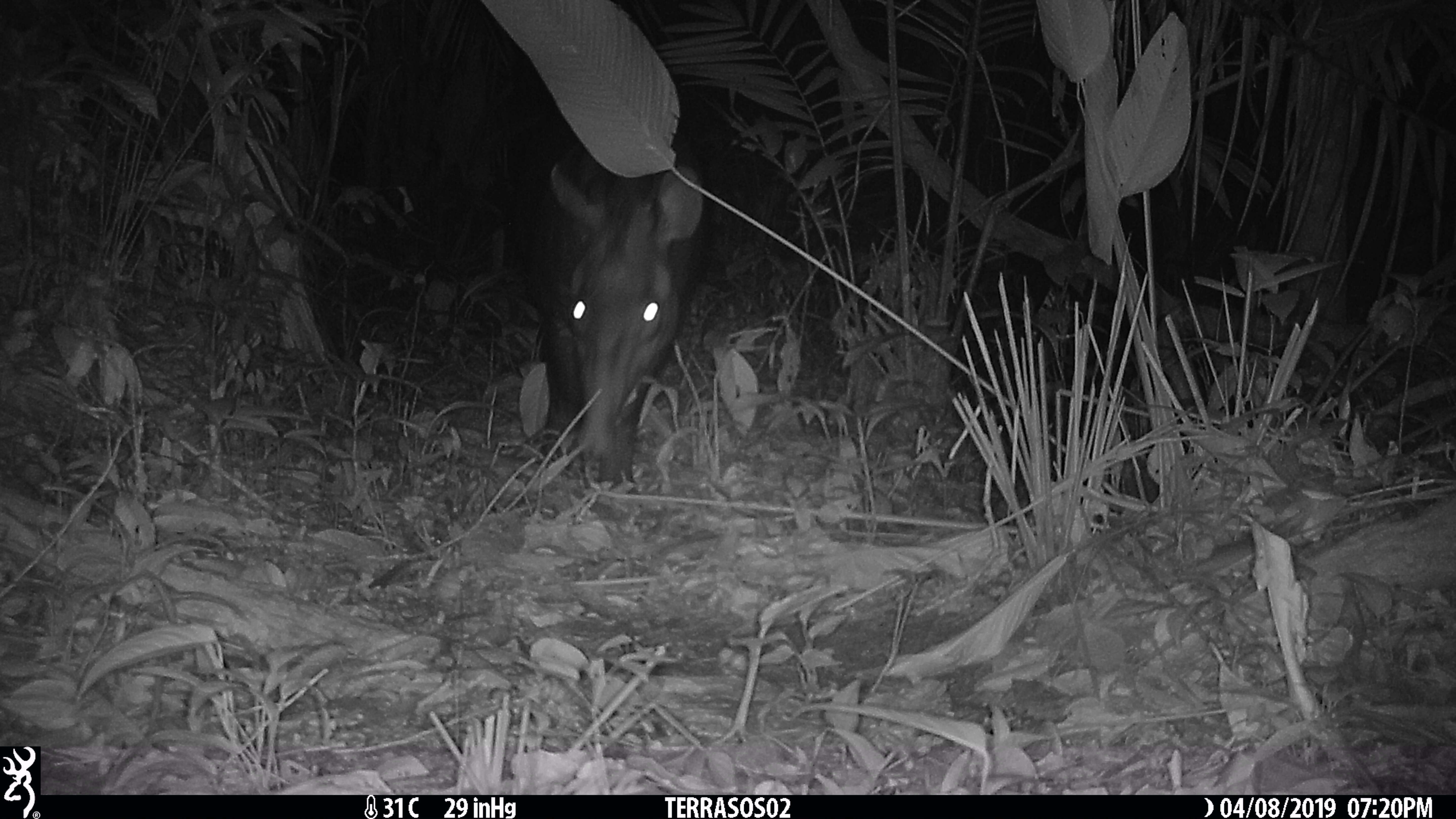 Image of Brazilian Tapir