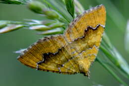 Image of Camptogramma bilineata