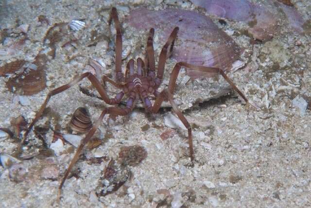 Image of sea spider