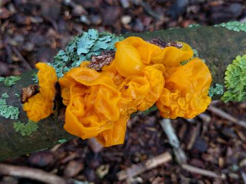 Image of Witches butter