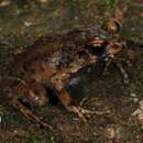 Image of Cambondo Screeching Frog