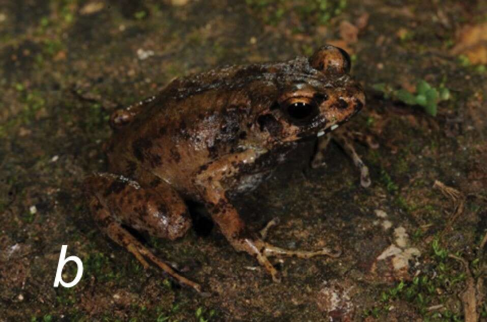 Image of Cambondo Screeching Frog