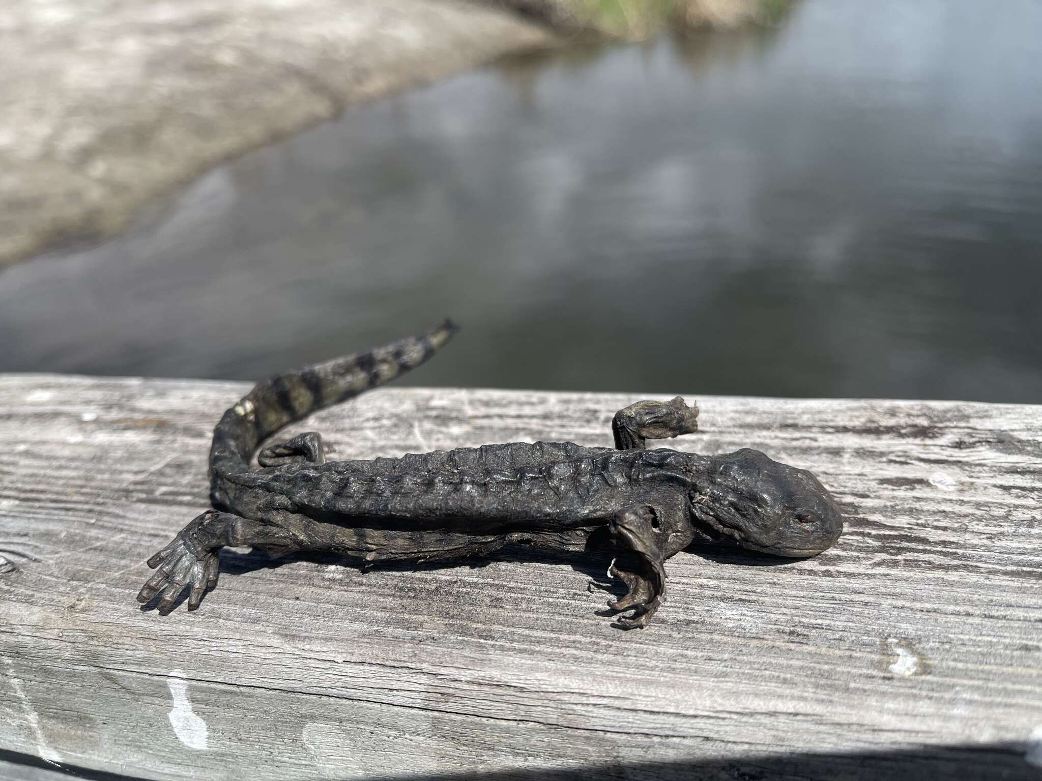 Image of Barred Tiger Salamander