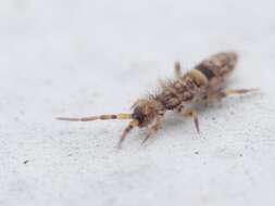 Image of hairy-back girdled springtail