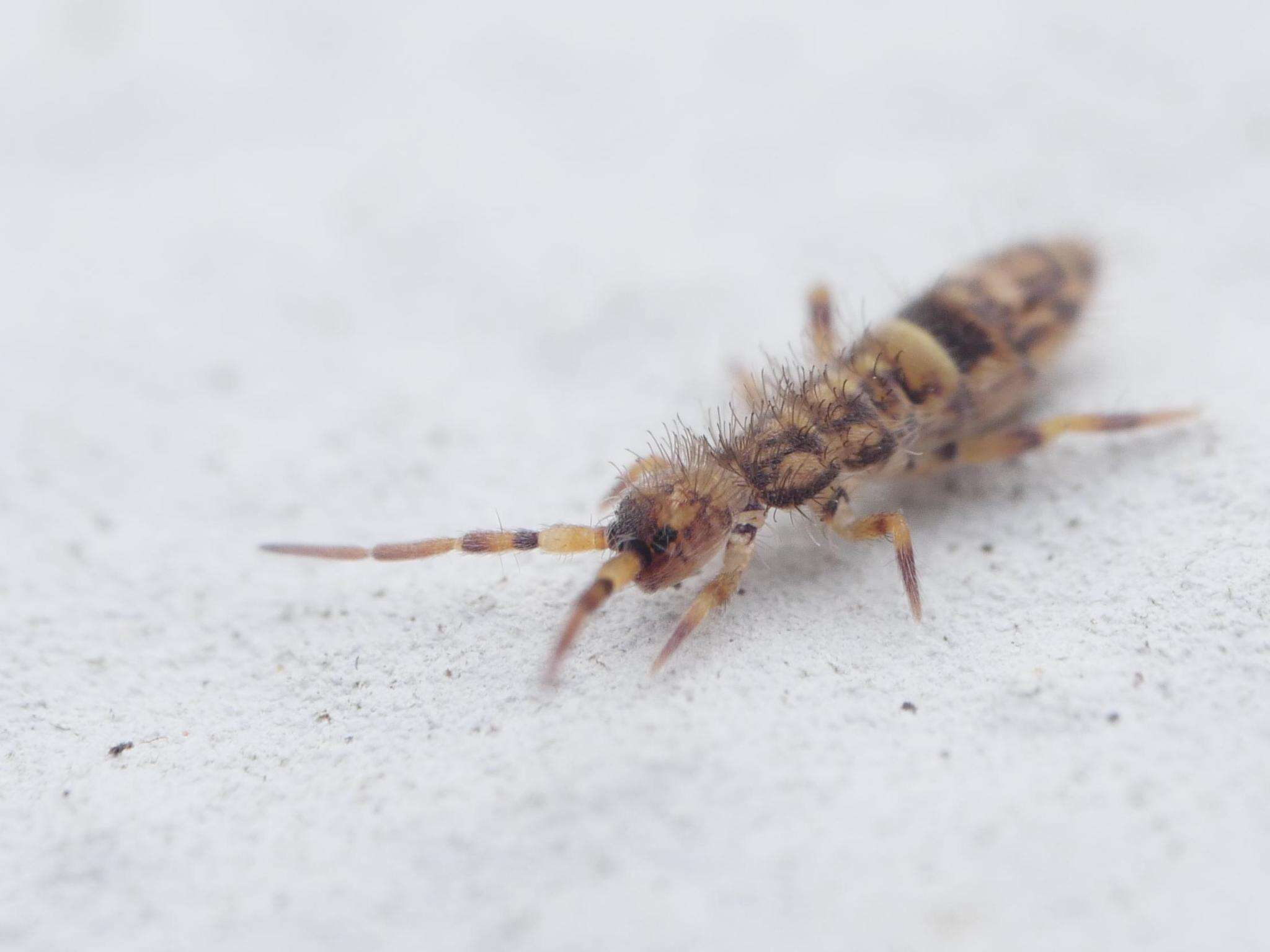 Image of hairy-back girdled springtail