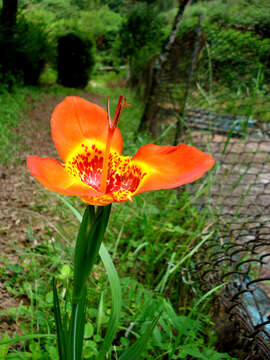 Image of Mexican Shellflower