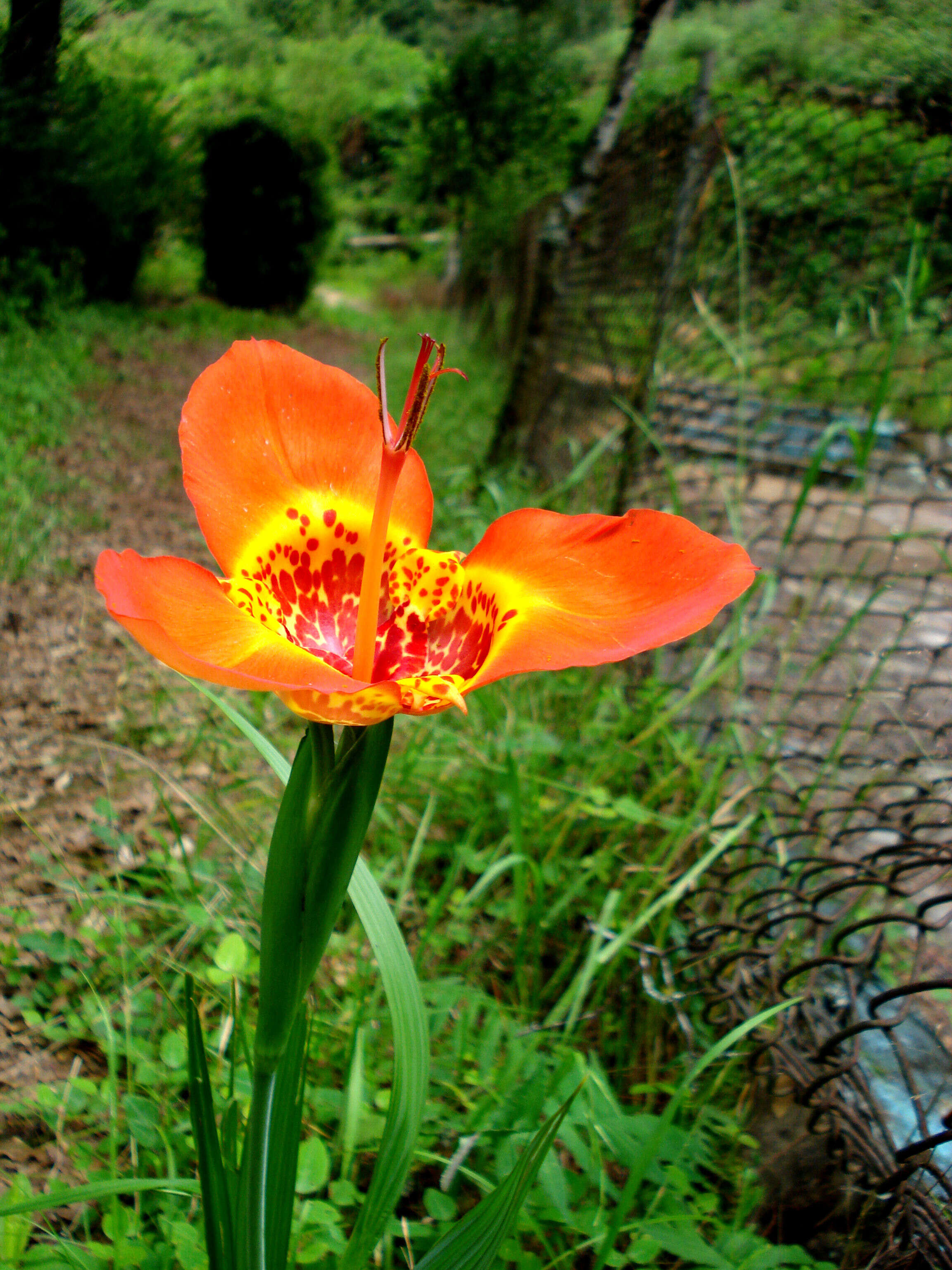 Слика од Tigridia pavonia (L. fil.) Redouté