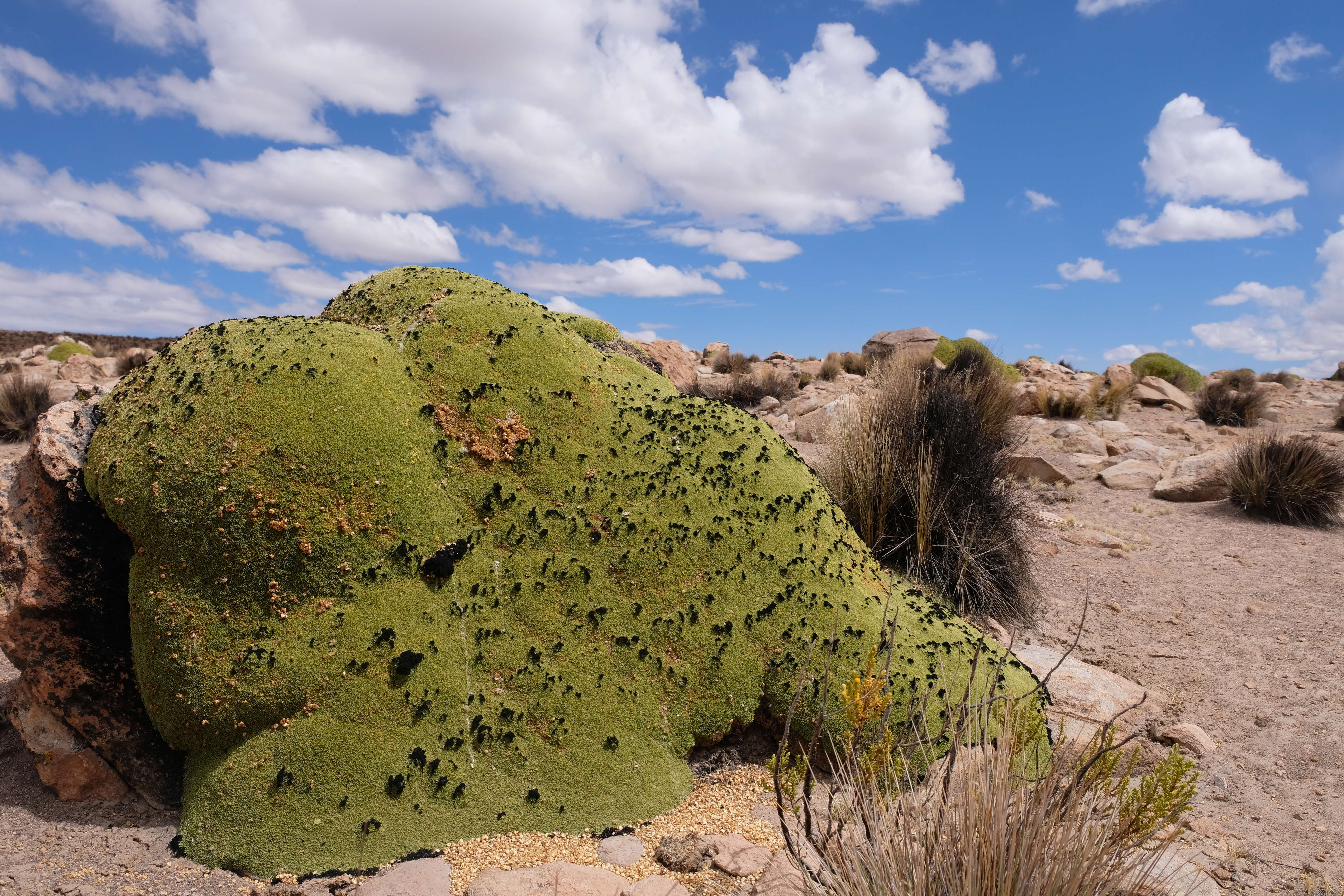 Yareta resmi